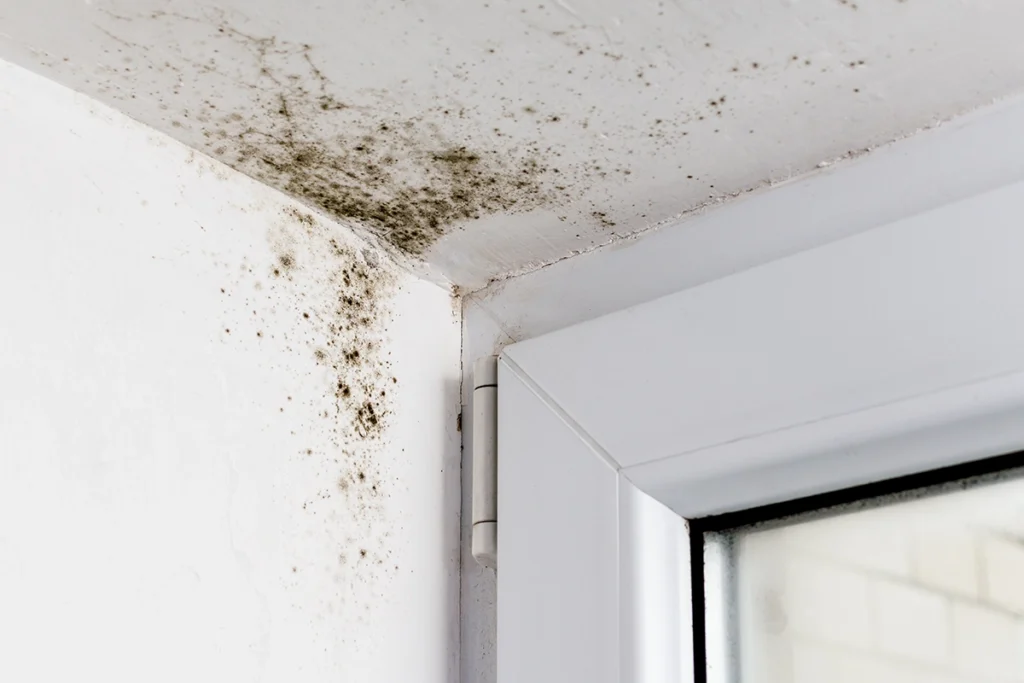 Dark mold spots spreading across a white ceiling corner above a window frame