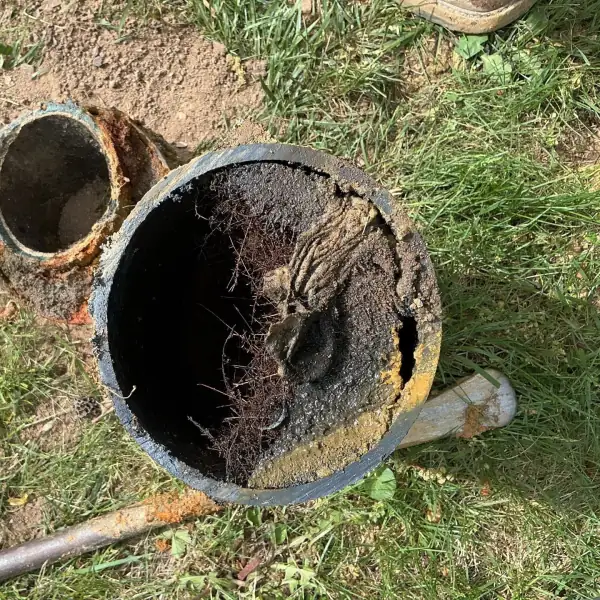 Excavated cast iron sewer pipe broken open and packed with roots, lying on grass.