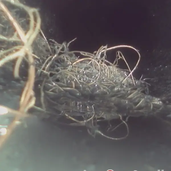 Sewer camera view of a large root ball inside the sewer line.