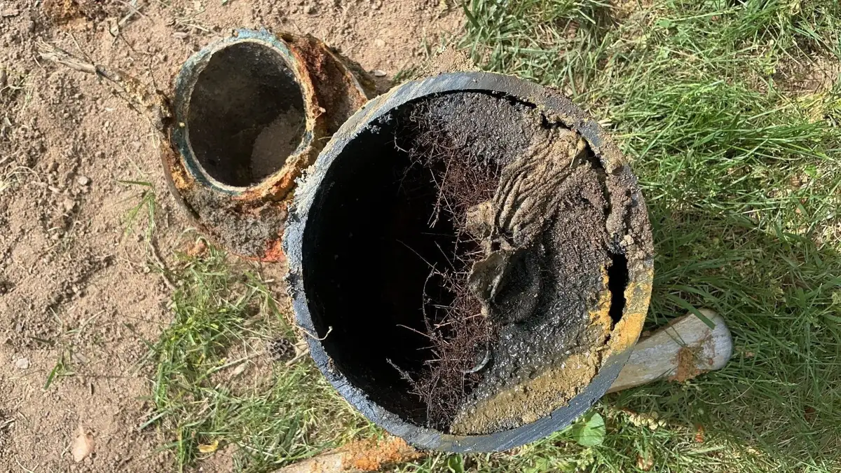 Excavated cast iron sewer pipe broken open and packed with roots, lying on grass.