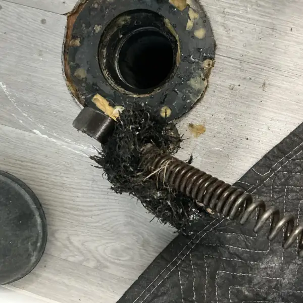 Drain cable pulled back through a toilet flange wrapped in tree roots.