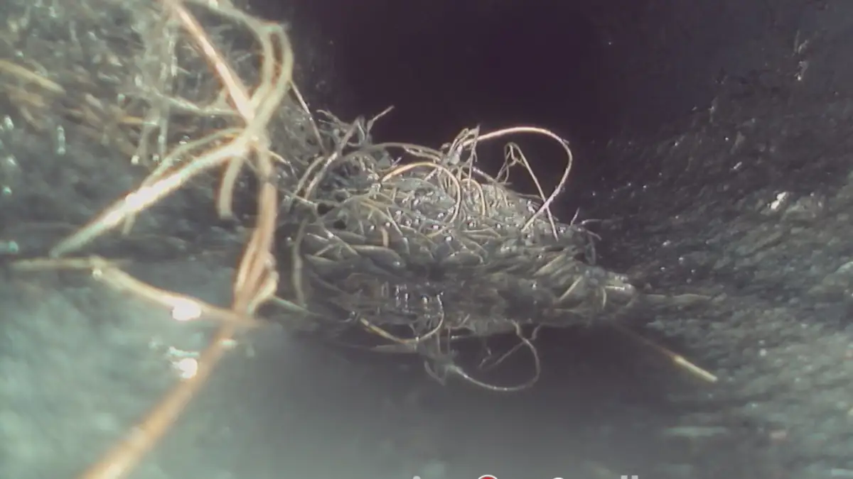 Sewer camera view of a large root ball inside the sewer line.