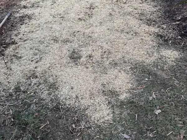 After: Side yard backfilled and strawed after the sewer spot repair.