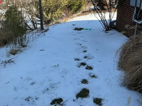 Before: Snow-covered side yard over a broken sewer line.